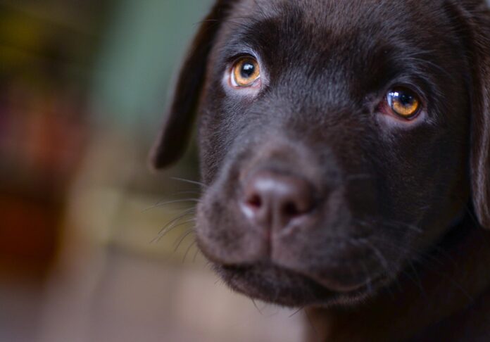 Labrador puppy eyes