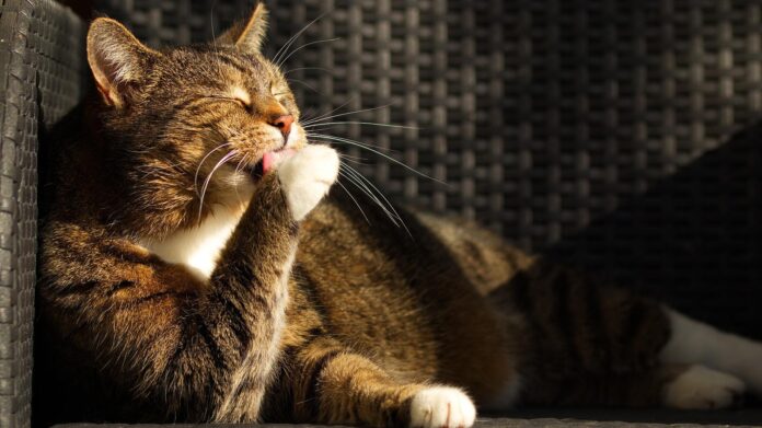 why do cats lick themselves after a bath