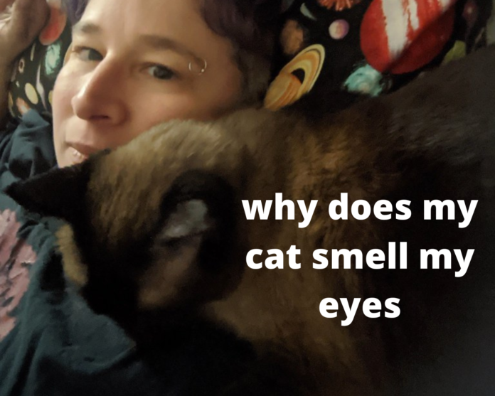 why does my cat smell my eyes