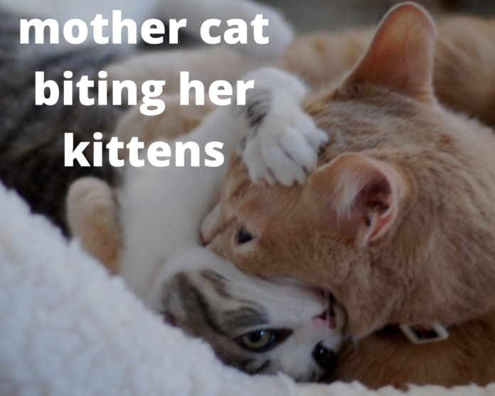 mother cat biting her kittens