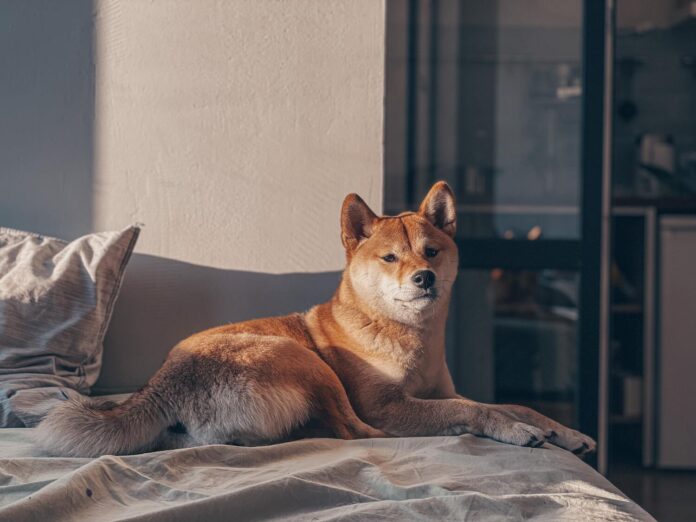 do shiba inus get along with cats