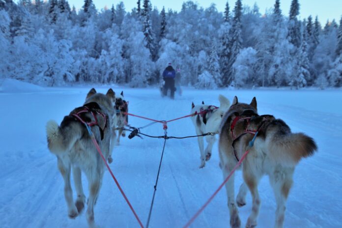 How much weight can a sled dog pull