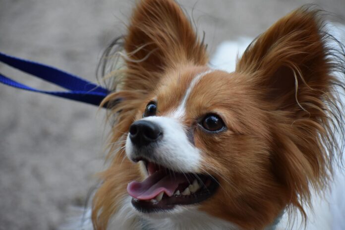 How to potty train a papillon puppy