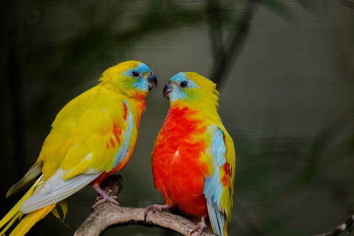 What do you call two birds in love