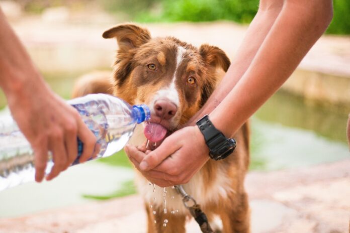 Can dogs drink vitamin wate