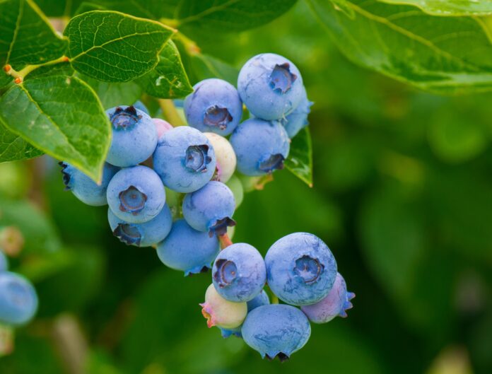 Japanese blueberry tree pros and cons