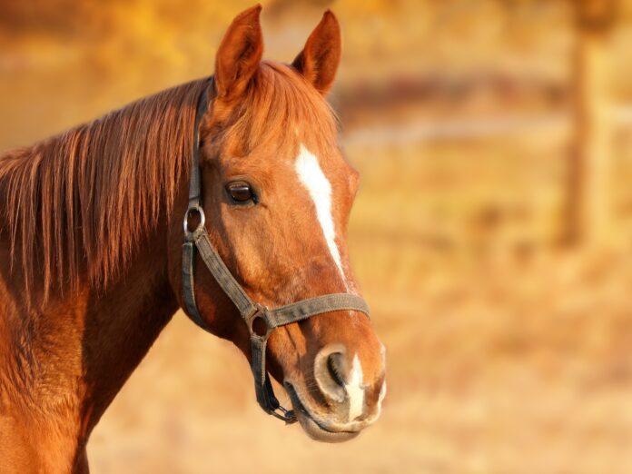 Why horses make better animals