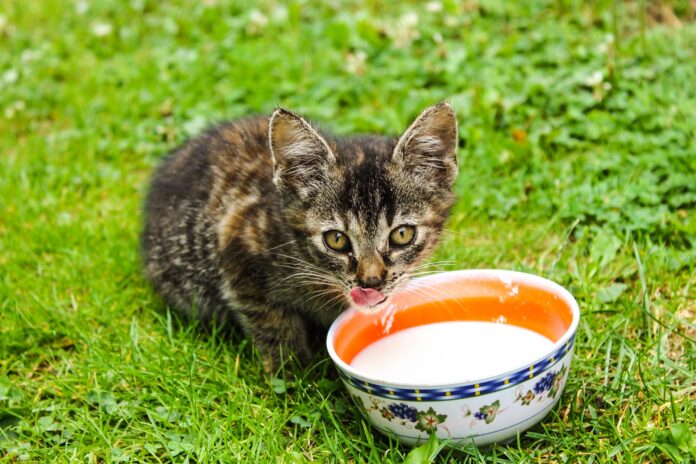Why kittens love milk
