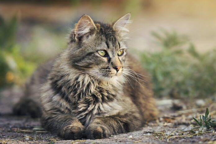 Why cat food better for cats