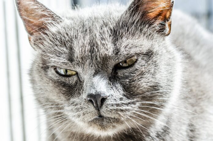 Why cats are angry all the time