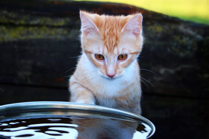 Why do cats put their paws in water
