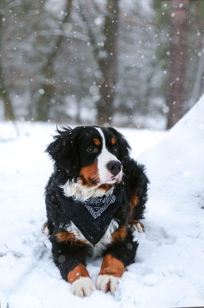 Best dog beds for Bernese Mountain dogs